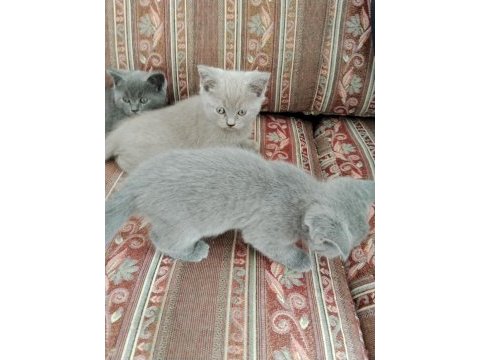 British shorthair kedileri