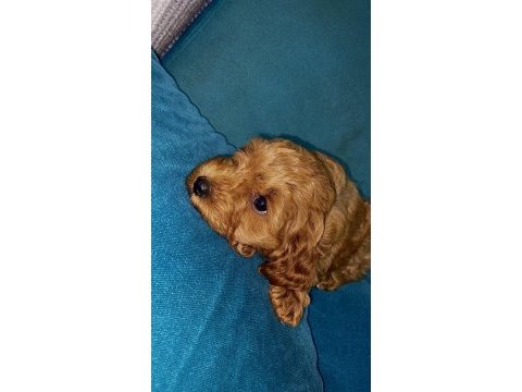 Yavru toy poodle bebeklerimiz 5 günlük