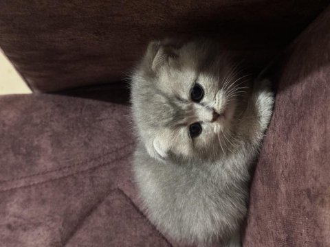 British longhair ve shorthair