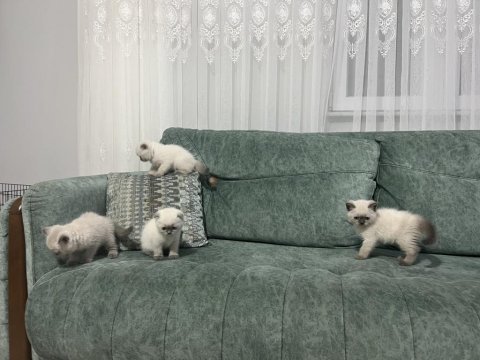 2 aylık blue point yavrularımız sahiplendirilecektir