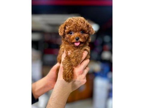 En özel safkan şecereli poodle yavrular