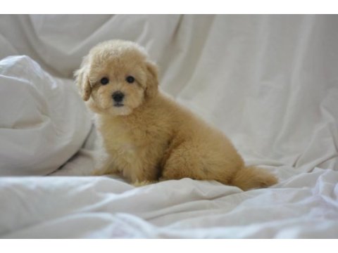 Yeni yıl maltipoo bebeklerimiz