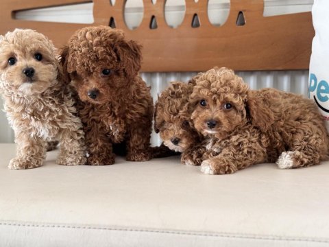 Wc eğitimli kore maltipoo yavrularımız