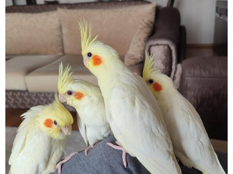 El besleme lutino yavru sultan papağanları çok çok evcil