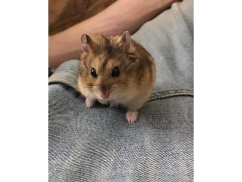 Hamster gonzales yavruları heryere gönderim