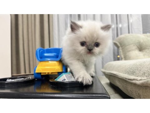 British longhair bluepoint