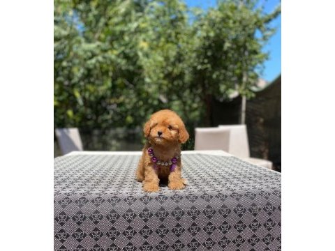 Poodle en mikrosu en özeli benim olsun isteyenlere