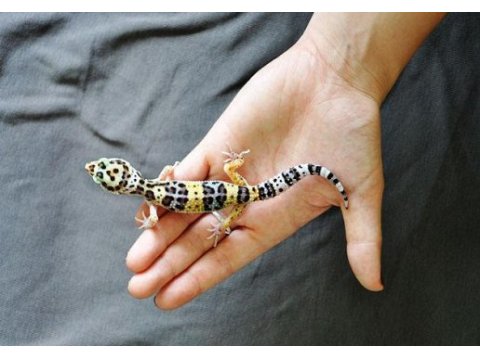 Leopard gecko