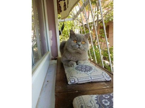 2 aylık erkek british shorthair