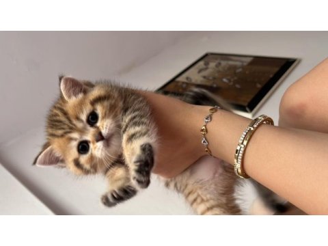 Benzersiz 4 british shorthair yavrumuz