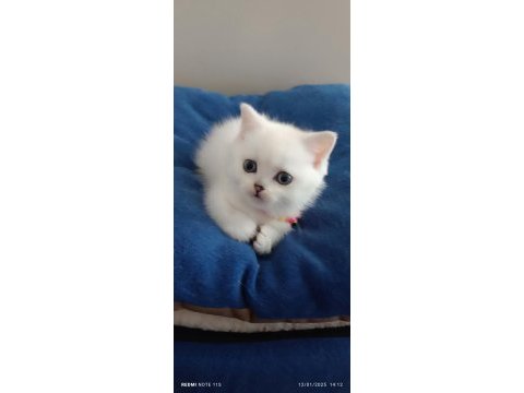 Silver british longhair