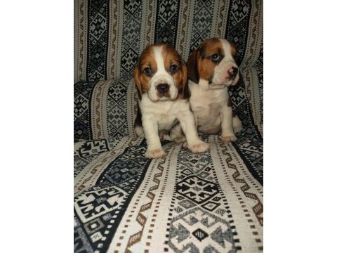 Üst kalite beagle yavruları