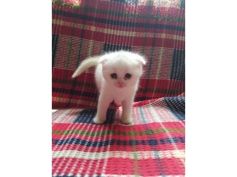 Yavrularımız sahiplendirilecektir scottish fold