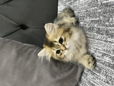 British longhair kedisi