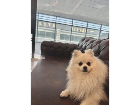 Pomeranian boo ayıcık surat 8 aylık erkek