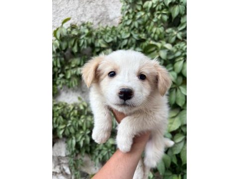 Teslime hazır border collie yavrular