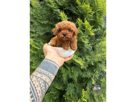 Orjinal ırk ve sağlık garantili köpekler