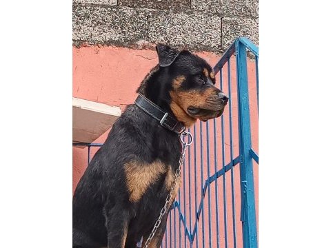 Rottweiler çocuklarla arası iyidir