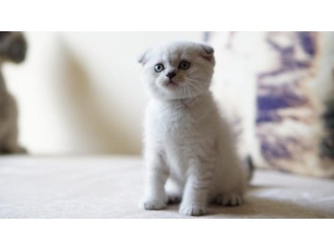 Veteriner kontrollü 45 günlük scottish fold yavrular