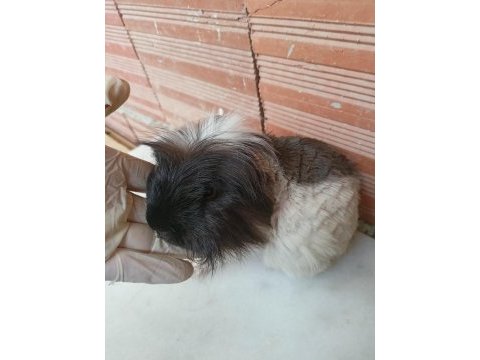 Erkek guinea pig fazlalık