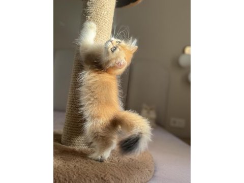 Ny11 ny12 mükemmel kalite golden british longhair