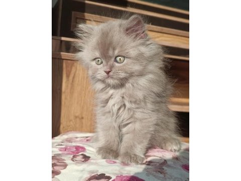 British longhair erkek yavrumuz
