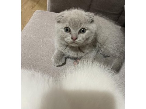 Kedimize acil yuva arıyoruz