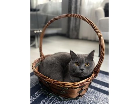 4 yaşında brıtısh shorthair acil sahiplendirme