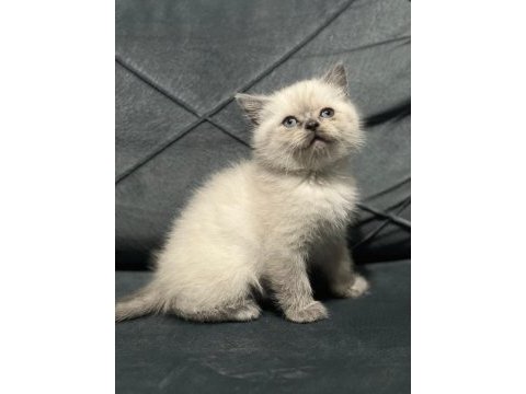 Mükemmel british shorthair yavrular sakarya