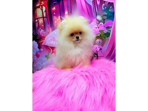 Gülen yüz pomeranian boo yavrularımız