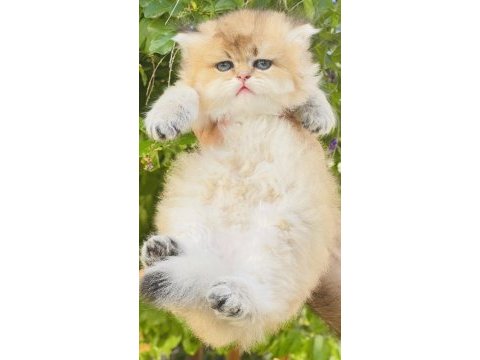 British longhair prenses henüz 40 günlük tosuncuk