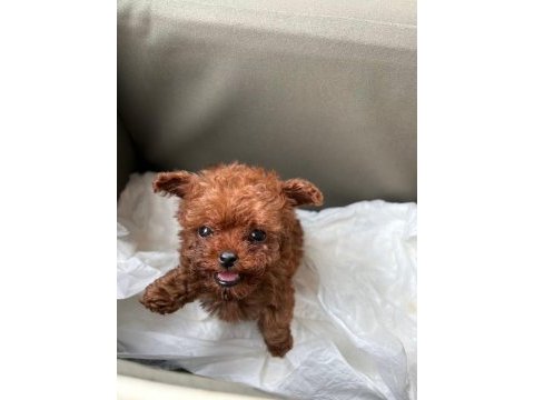 Teacup poodle yavru köpekler