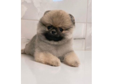 Dişi 3 aylık teacup boy teddy bear garantili pomeranian