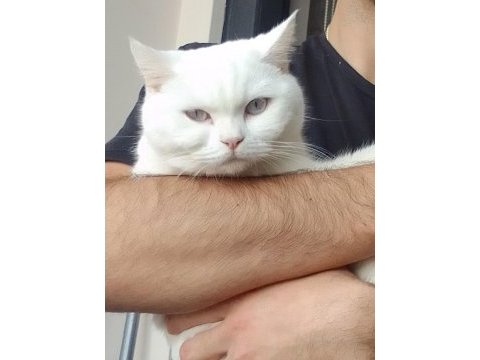 British shorthair kedisi