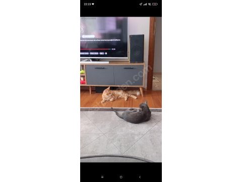 Maine coon ve bengal kırması turuncu