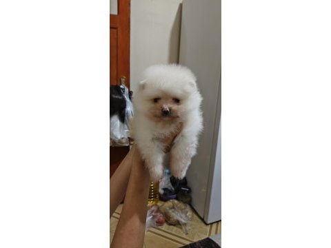Pomeranian boo yavrularım