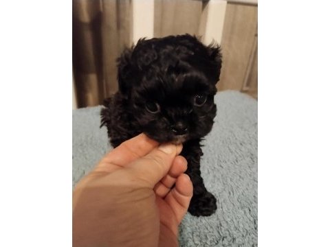 Shihpoo yavrular