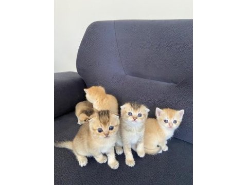 Scottish fold