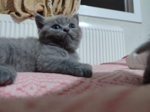Dişi ve erkek yavrular