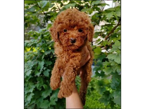 Toy poodle yavru köpekler