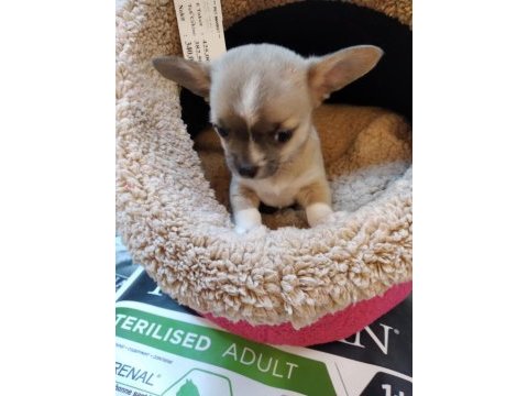 Chihuahua orjinal teacup bebekler