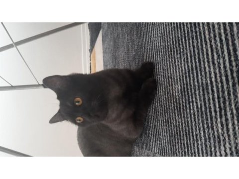 Mardin içi british shorthair