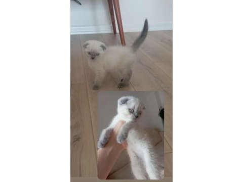 1 .5 aylık erkek scottish fold sahiplendirilecektir