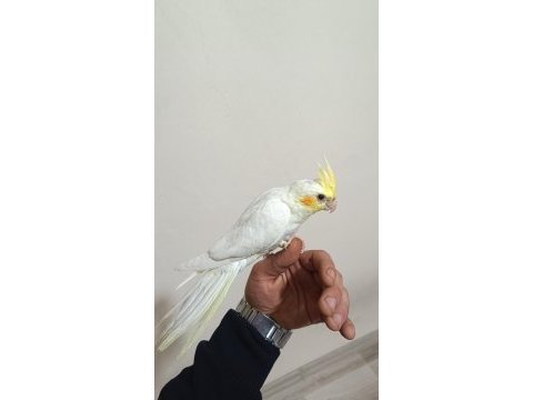Sultan papağanı yavru kuşumuz