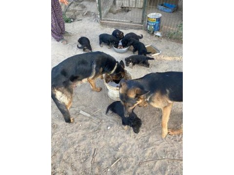 Alman kurdu yavru köpekler