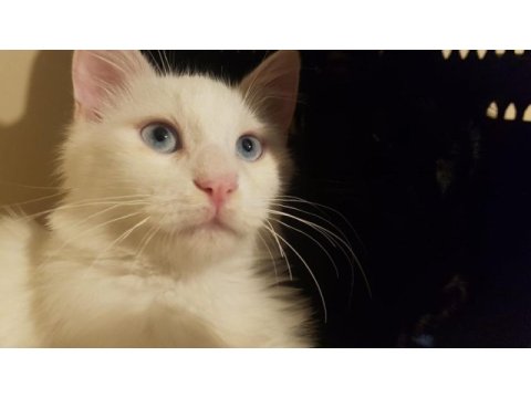 9 aylık boncuk mavisi deli çocuk kedimiz