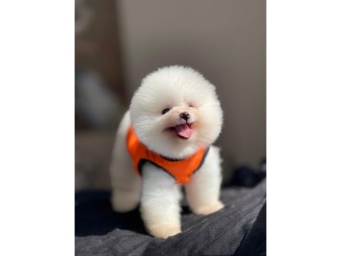 Show kalite ayı surat pomeranian yavrular