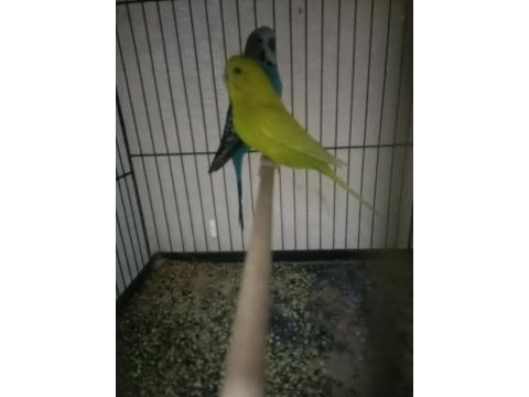 Eş damzılık yavru alınmış bir çok eş vardır kuşlar