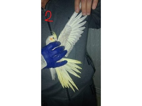 Damızlık sultan papağanları