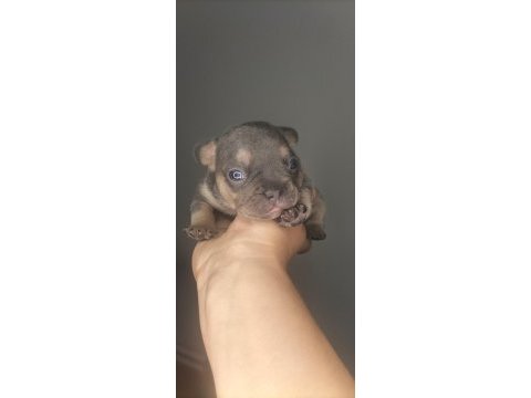 A kaliteli french bulldog yavrularım